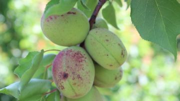 tavelure des fruits a noyau